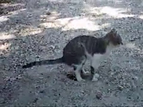 qui c' est qua fais caca dans la bruyere