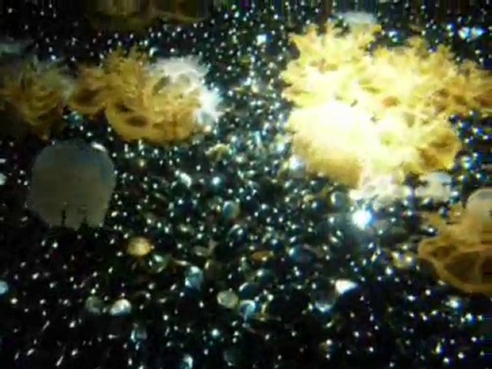 2010 AQUARIUM LA ROCHELLE