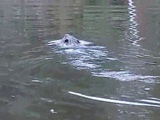 Castor Aventuraid Québec