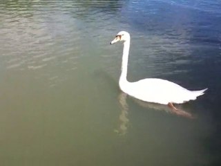 flanerie d'un cygne