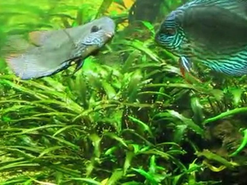 ponte discus