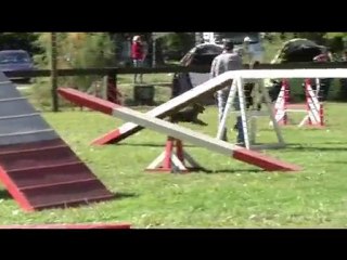 Buck Agility Eyragues 19/09/10