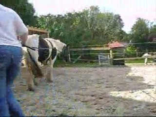 up star de tjos - 1ere seance de longues renes