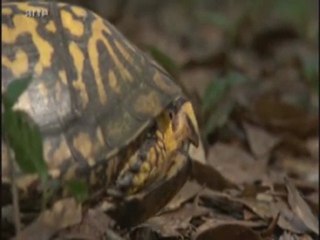 5/les rois de la résistance( partie 1)