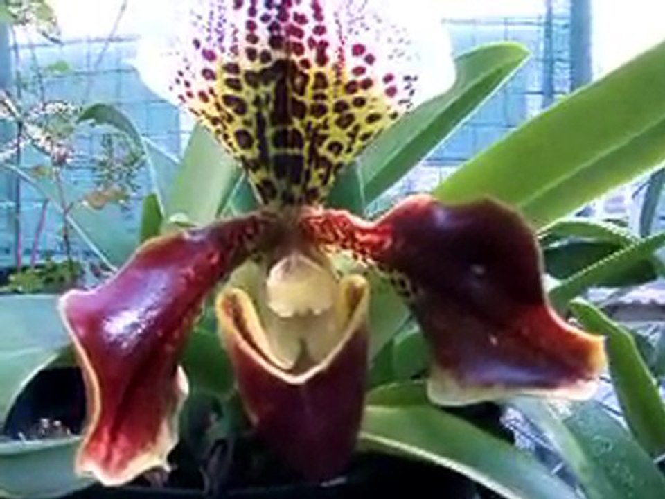 Une orchidée