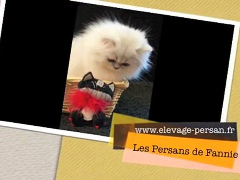 Fénomène : Chaton Persan Silver-shaded Male disponible