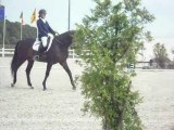 Concours dressage 4 ans