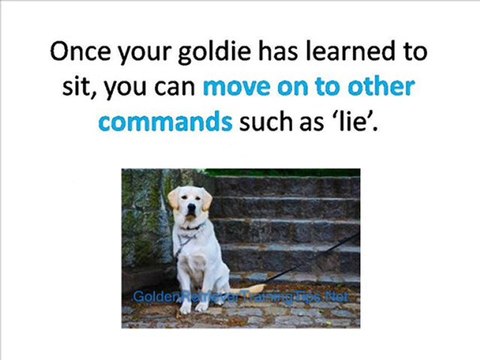 Golden Retriever Train -Golden Retriever Obedience Training