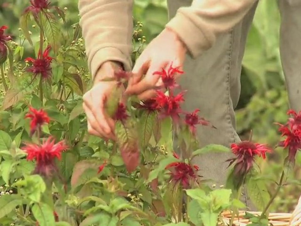 Herboriste aux Jardins de Bernadette (Vosges - Lorraine)