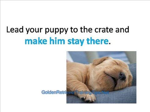 Golden Retriever Training - How to Crate Train Your Golden