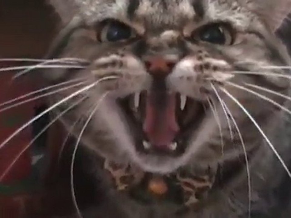 Il gatto iracondo