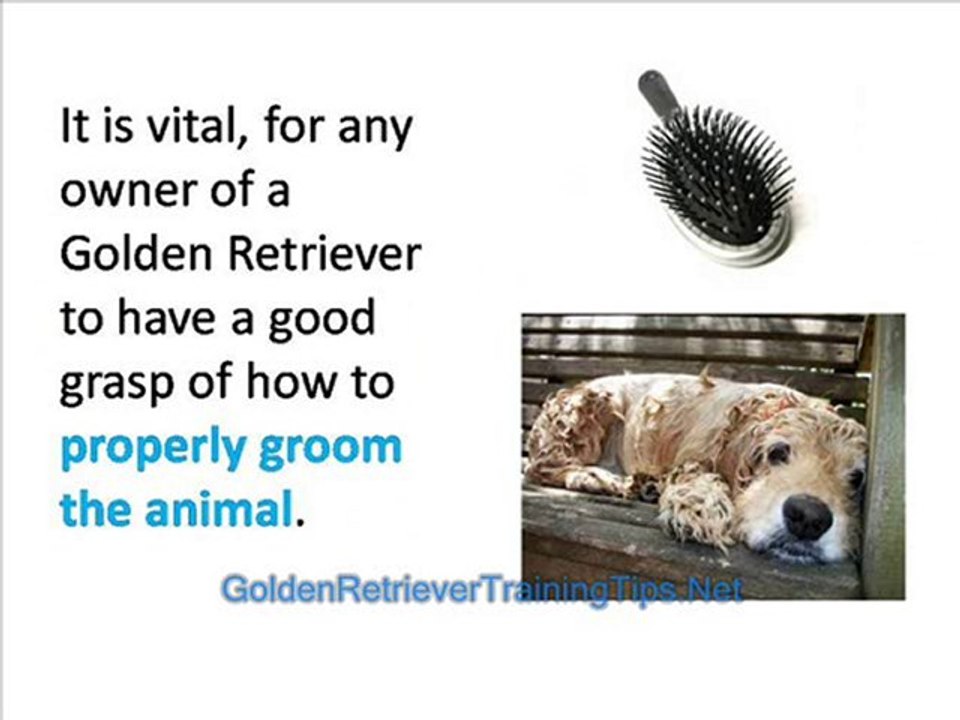 Golden Retriever Training - How to Groom Your Golden Retriev