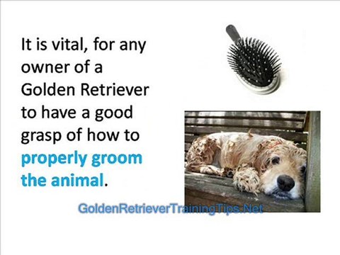 Golden Retriever Training - How to Groom Your Golden Retriev
