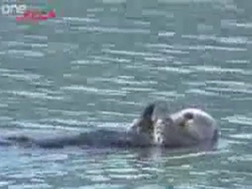 Funny Talking Animals