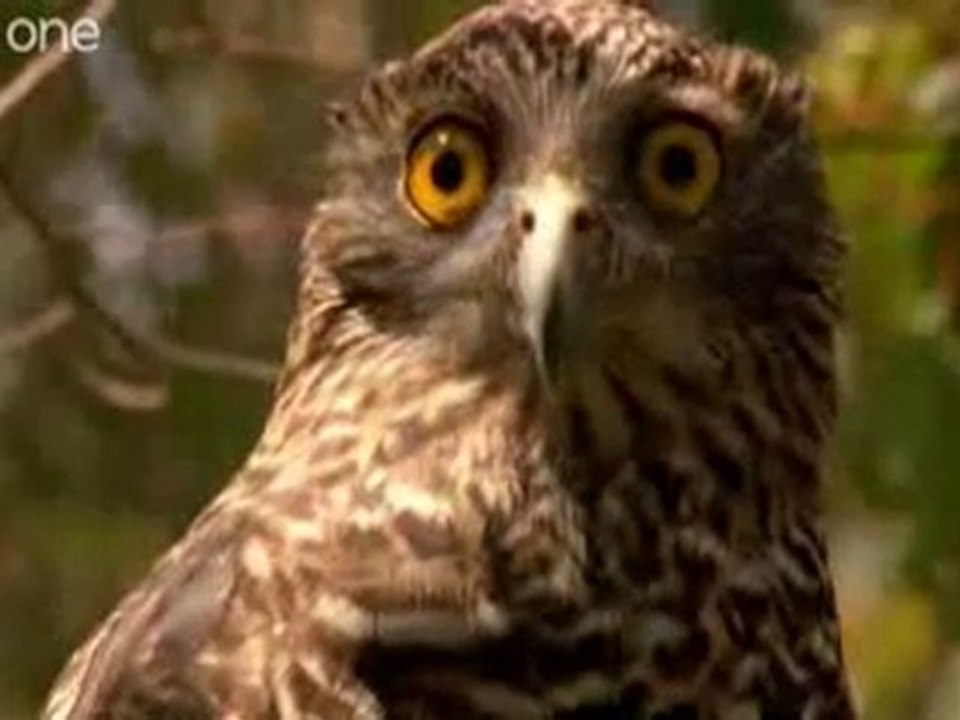 Funny Talking Animals #2