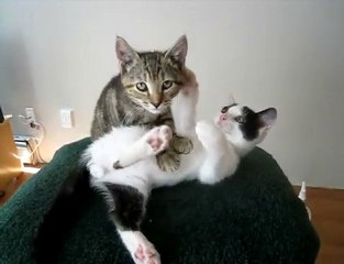 chaton masse chaton