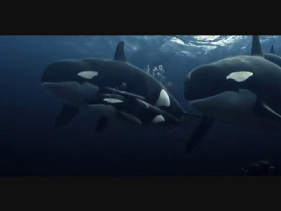 Sauvez Willy 4 [6/6]