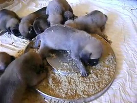 Mastiffs du domaine d'abraxas