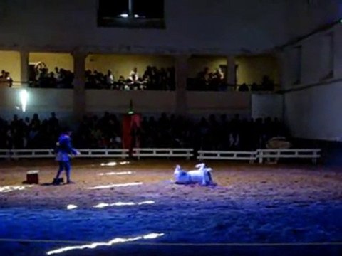 spectacle équestre au haras de RODEZ !!! ( suite )