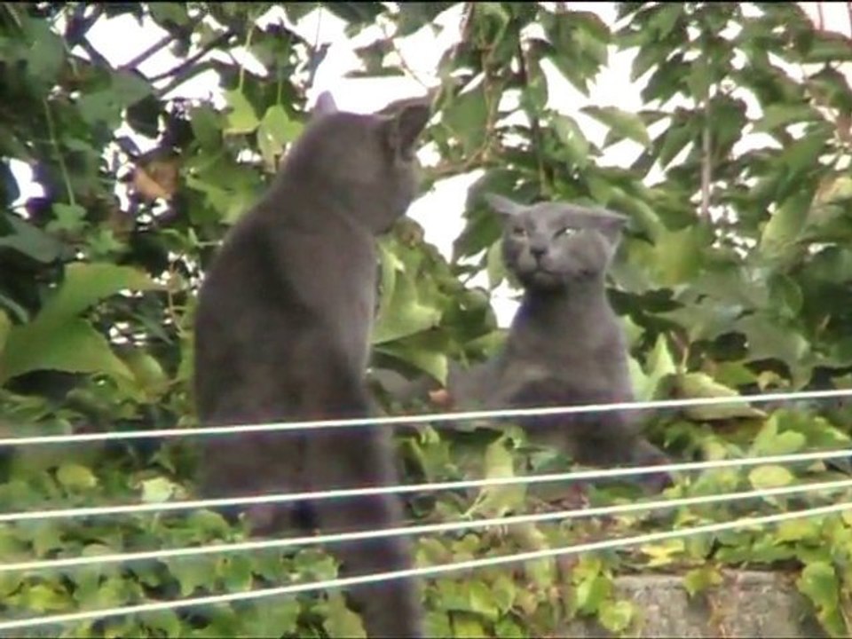 Coup de pression entre chats