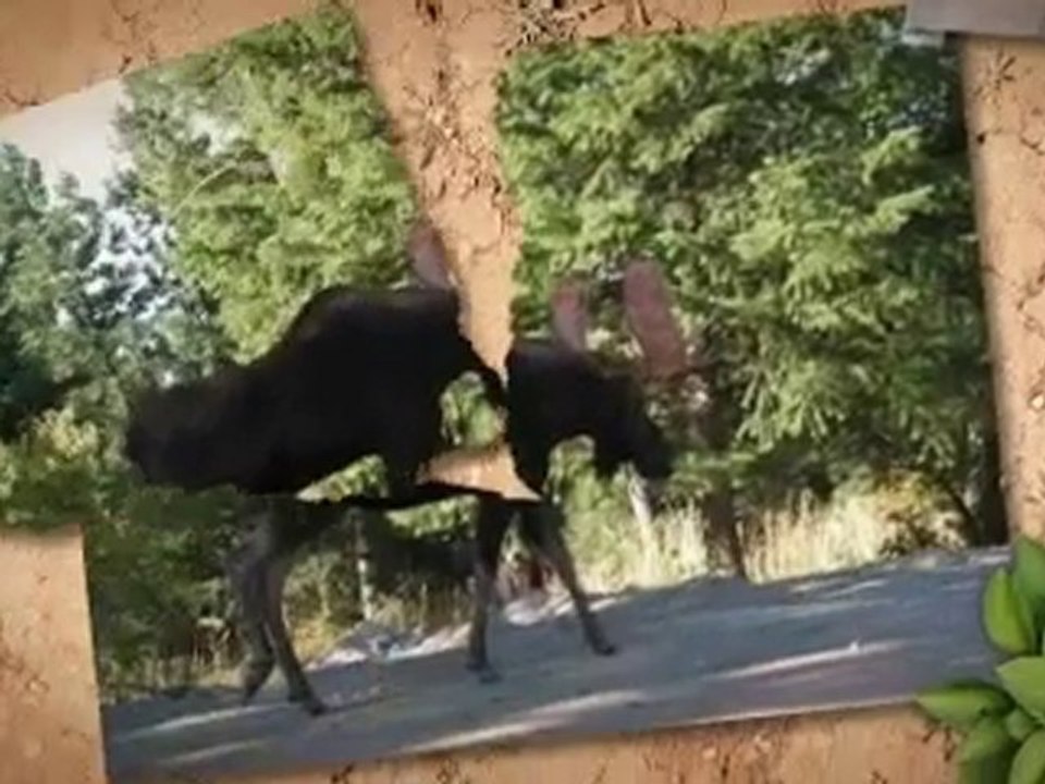 Spokane Real Estate, 10620 N Judkins Rd