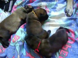 chiots 5 jours