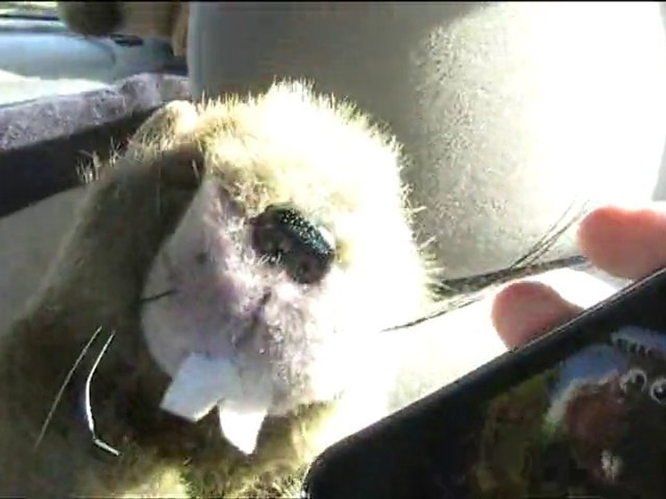 René la taupe en live !