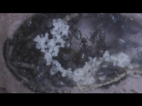 Elevage de lasius niger (20/09/2010)