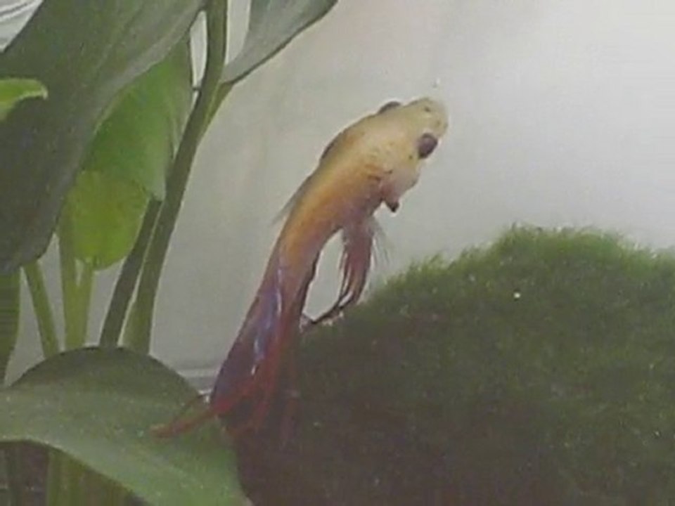 Betta 1