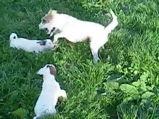 Chiots à 8 semaines