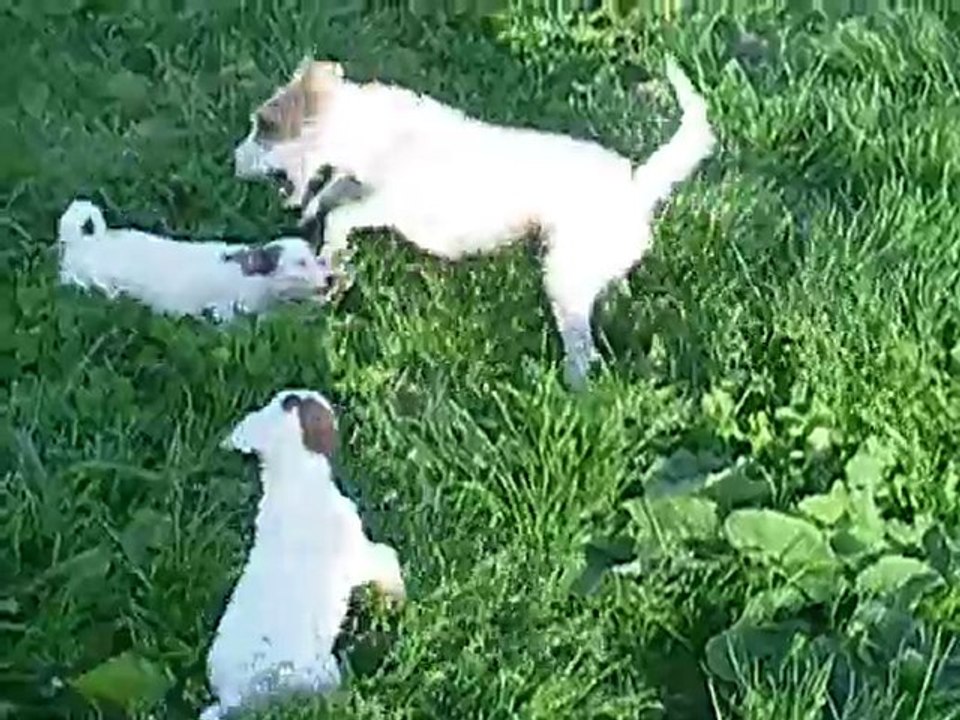 Chiots à 8 semaines