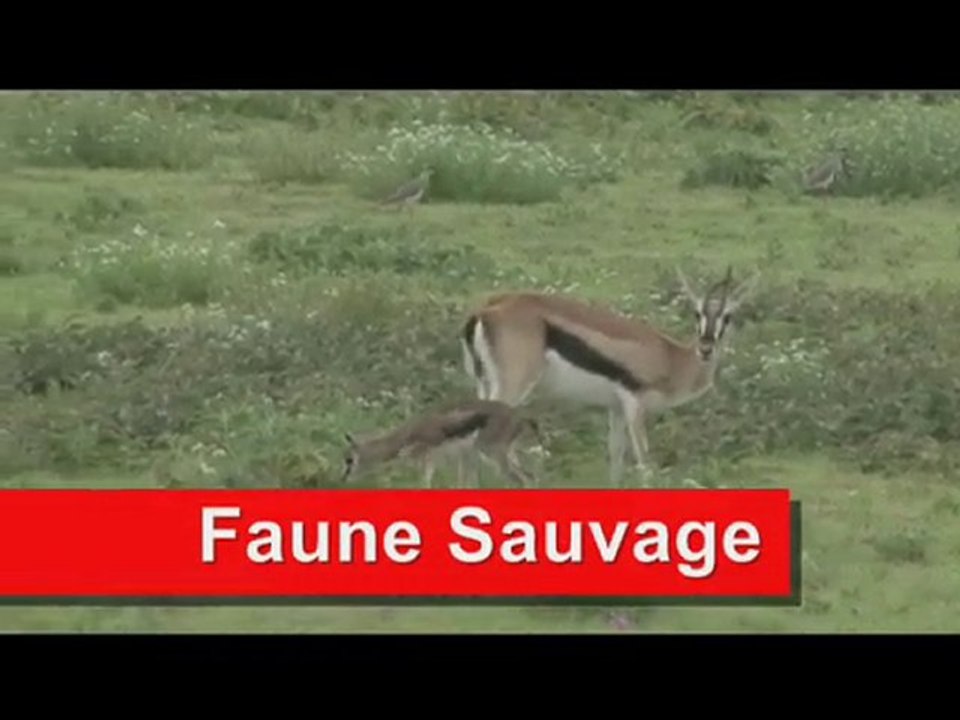 FAUNE SAUVAGE
