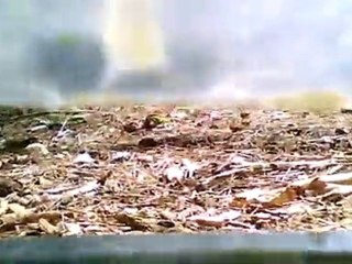 Caméra embarquée Slash 4x4