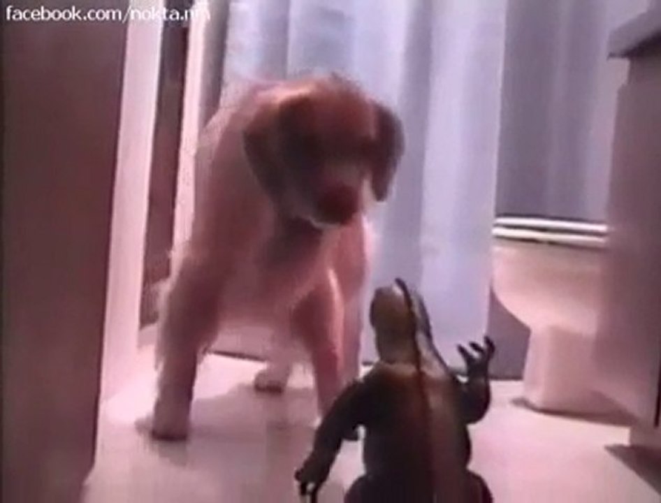 Köpeğin korkudan kaçışı... =)