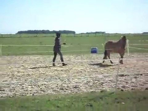 EQUITATION WESTERN AVEC CELINE AU SOL+MONTE. 19 09 2010. 4)