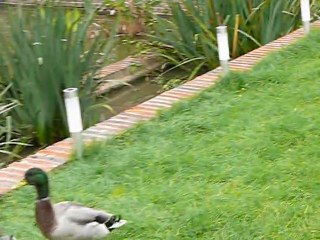 Haute-Epine : les canards ont une maisonP1130588