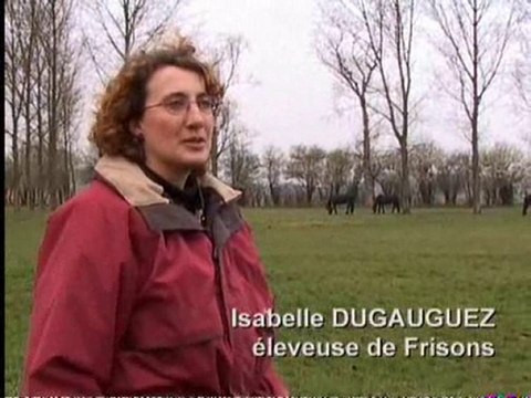 Véterinaire cheval - Eleveuse de frisons