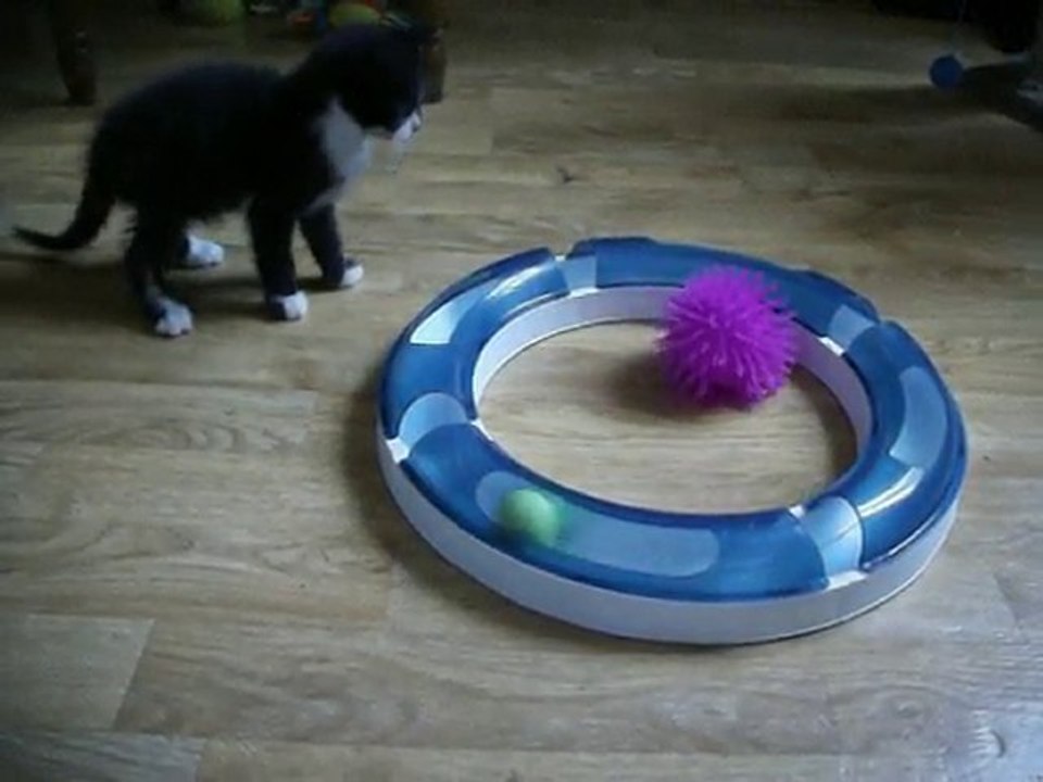 buzz joue avec le Circuit de jeu Catit Design Senses