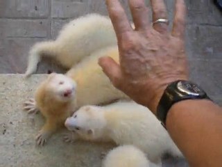 les albis à adopter à l'asso