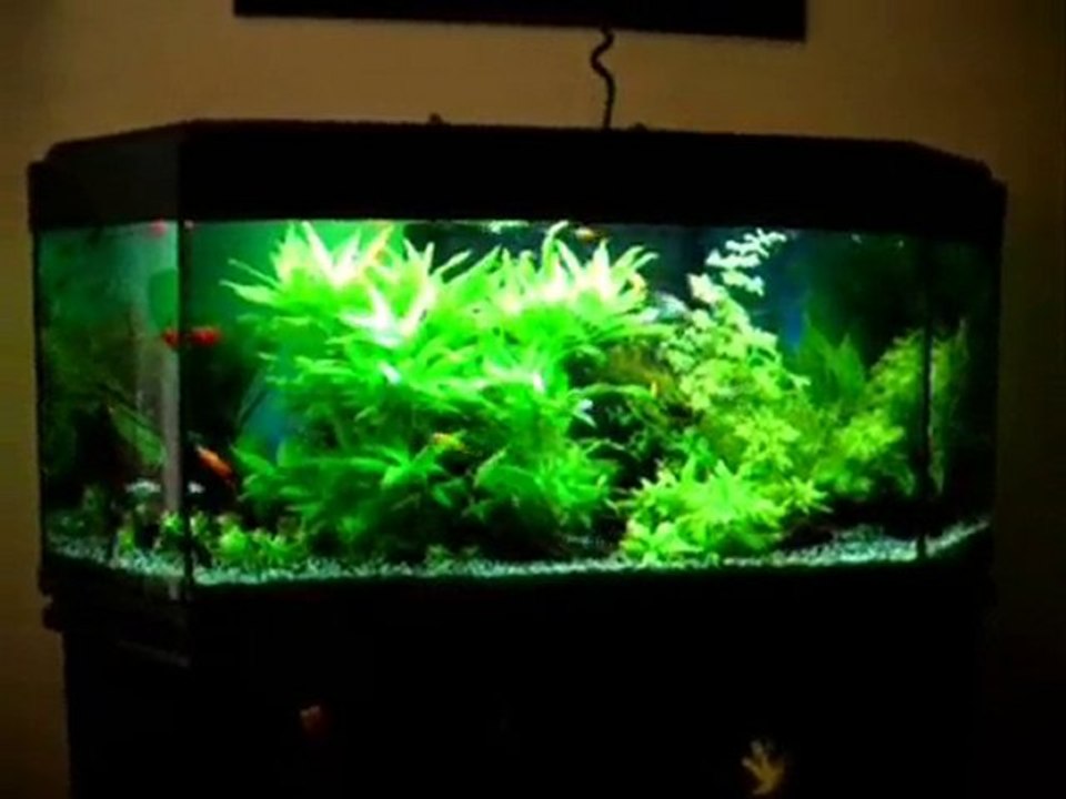 The fishs aquatique life