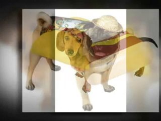 Pets Halloween Costume