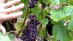 Russian River Wineries|Dropping Fruit In The Vineyard