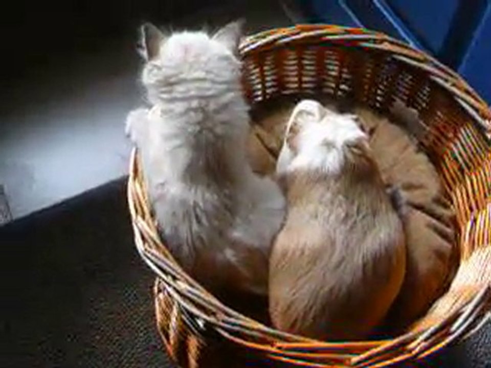 bihan et lulu