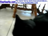 Funny Cat Fetching Ball(2)