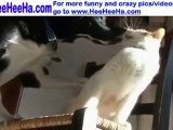 Funny cat vs Funny dog Love each other