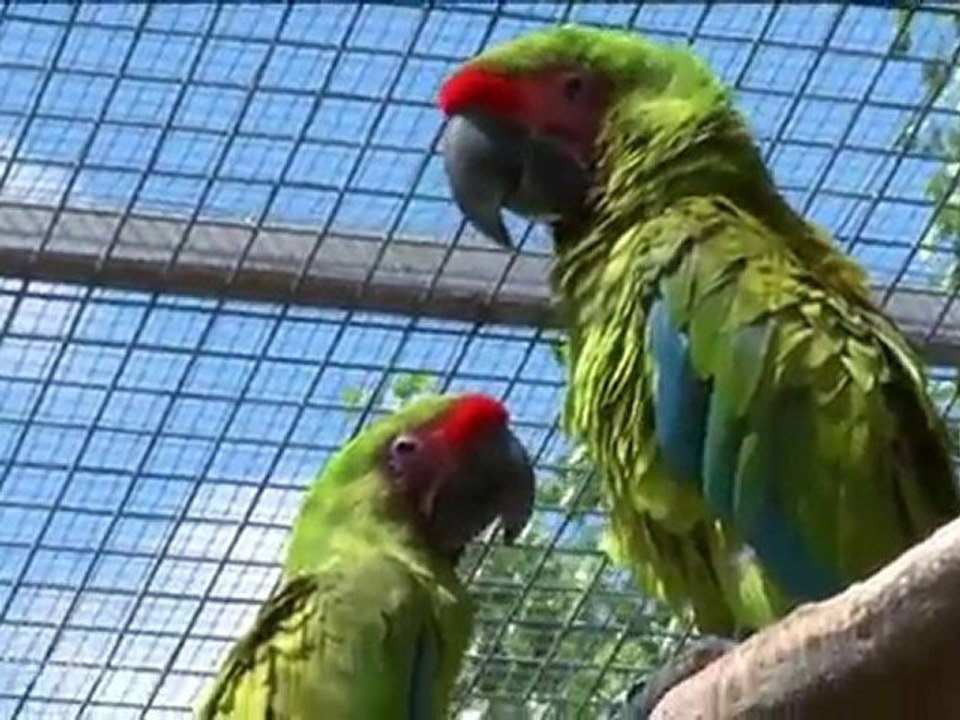Les oiseaux d'ornement - Jardiland TV - le grand jardin.com