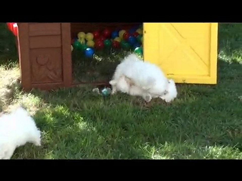 Chiots à 7,5