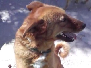 LOLA, chienne du refuge amparo