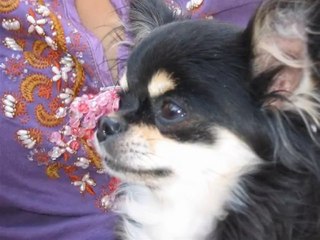 Titi la p'tite souris !