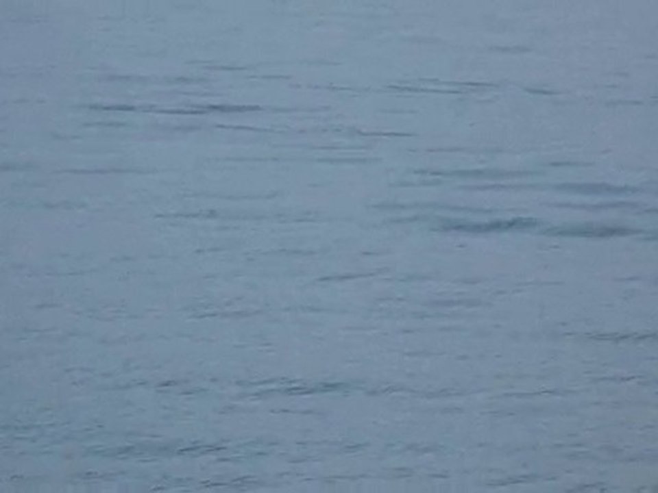 Croisière aux baleines